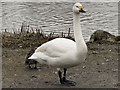 SO7104 : Bewick's Swan by David Dixon