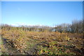 A cleared area of woodland near Cox Heath