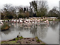 SO7104 : Greater Flamingo Pool, Slimbridge by David Dixon