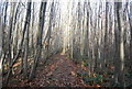 Footpath through the woods