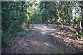 Woodland path in Tatton Park garden