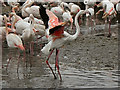 SO7104 : Greater Flamingos by David Dixon