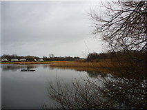NT6578 : Coastal East Lothian : Seafield Pond, Belhaven by Richard West