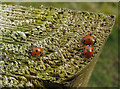 SE8585 : Ladybirds on a fencepost by Pauline E