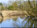 River Nadder, Harnham