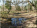 Hethfelton Wood, pond