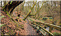 Path, Crawfordsburn Country Park (4)