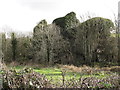 Ivy covered mill building on the banks of the Clanrye River