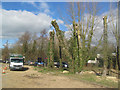 SP9114 : Newly Pollarded Trees at Startops End Car Park by Chris Reynolds