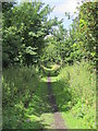 Trackbed of the former mineral railway between Ashes Quarry and Crawleyside (4)