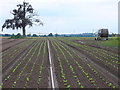 SP2556 : Irrigation of lettuce field by Nigel Mykura