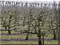 Orchard by Sotherington Farm