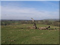 Fallen tree by the footpath near Cobers Laithe