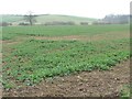 SE7765 : Crop field south of Penhowe Lane by Christine Johnstone