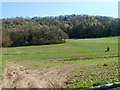 Southern edge of Great Llancayo Lower Wood