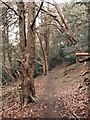 Yew-woods on the slopes of White Hill