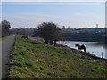 Ponies near the Dee