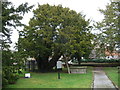 An ancient Yew tree in Overton-on-Dee churchyard