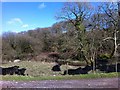 Stream/cattle at Pantyrhaud Farm