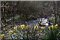 Mid Devon : Daffodils at Iron Mill Stream