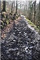 Mid Devon : Muddy Footpath