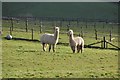 Mid Devon : Alpacas Grazing