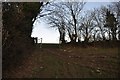 Mid Devon : Grassy Field & Hedges