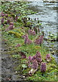 SK1172 : Butterbur on the banks of the River Wye by Andrew Hill