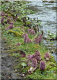 SK1172 : Butterbur on the banks of the River Wye by Andrew Hill