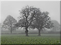 Trees in the Mist