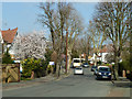 TQ4671 : Blossom on Knoll Road by Robin Webster