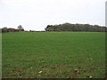 ST9292 : Field near Boldridge Farm by David Purchase