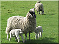 Twin Lambs at Wilstone Great Farm