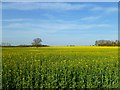 Farmland, Sparsholt