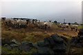 SD9925 : Sheep at a feeder below Erringden Moor by Phil Champion