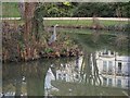 Heron in Alexandra Park