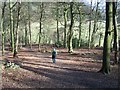 SU8595 : Common Wood, Hughenden Valley by Rob Emms