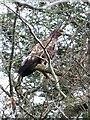 Golden Eagle in Auchalick Wood