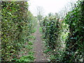 SU9302 : Footpath 151 between gardens by Peter Holmes