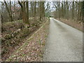 Daffodils on path to Tiphams