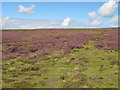 NY9451 : Bulbeck Common below Haugh Edge by Mike Quinn