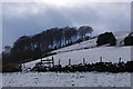 SE0025 : Winter trees at Brock Holes, above Cragg Vale by Phil Champion