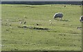NU2230 : Sheep and curlews beside Annstead Links by Russel Wills