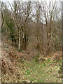 ST1892 : Track through woodland, Cwmfelinfach by Jaggery