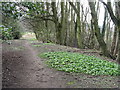 NS9780 : Woodland path in Kinneil Wood by M J Richardson