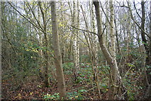 TQ2335 : Woodland by the bridleway by N Chadwick