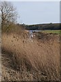 NT9551 : Reedbed Beside The River Tweed by James T M Towill