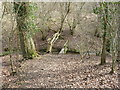 TQ1439 : Bridges? in Birches Wood by Dave Spicer