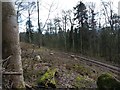 Forest track