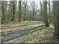 Sussex Border Path in Rowlands Wood